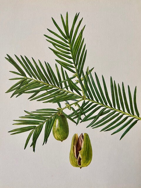 Vintage Forest Print, Green Leaf Tree, Nature Art, Nature Gift, Frame, Botanical Prints, Framed Art, Nature Wall Art, Hanging Wall Decor