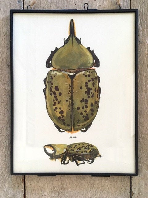Framed Vintage Bug Book Plate, Beetle Print, Bug, Print, Framed Vintage Art