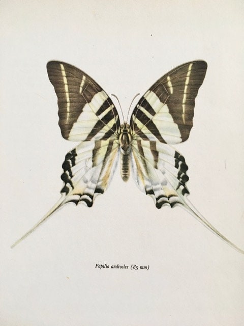 Framed Original Vintage Black, White Butterfly Book Plate, Old Book Print, Insect Art, Monochrome, Hanging Wall Art, Sustainable Art