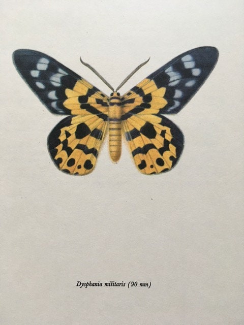 Vintage Butterfly Book Plate, Bug Prints, Colourful Butterfly Print, Insect Wall Art, Hanging Wall Art, Sustainable Art, Vintage Wall Decor