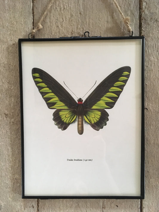 Vintage Book Plate, Emerald Green Butterfly Print, Framed ORIGINAL Print, NOT A Digital Reprint, Hanging Wall Art, Nature Inspired Art, Gift