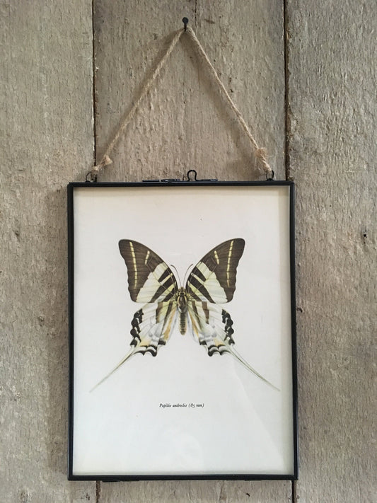 Framed Original Vintage Black, White Butterfly Book Plate, Old Book Print, Insect Art, Monochrome, Hanging Wall Art, Sustainable Art
