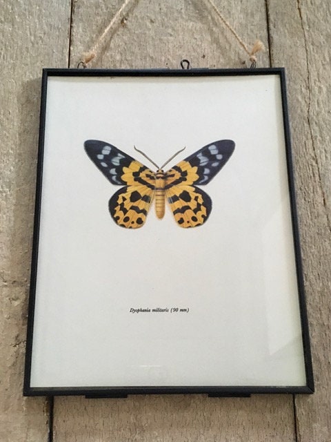 Vintage Butterfly Book Plate, Bug Prints, Colourful Butterfly Print, Insect Wall Art, Hanging Wall Art, Sustainable Art, Vintage Wall Decor