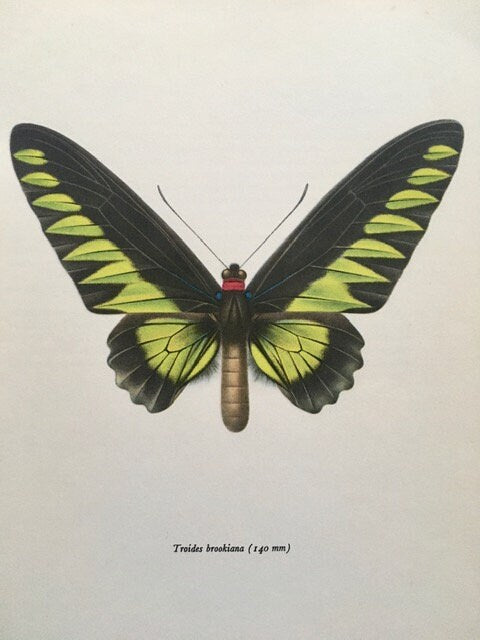 Vintage Book Plate, Emerald Green Butterfly Print, Framed ORIGINAL Print, NOT A Digital Reprint, Hanging Wall Art, Nature Inspired Art, Gift