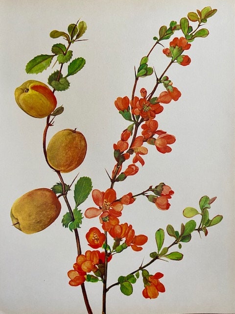 Vintage Oriental, Style Art, Japanese Book Plate, Botanical Print, Old Book Prints, Hanging Wall Art, Sustainable Art