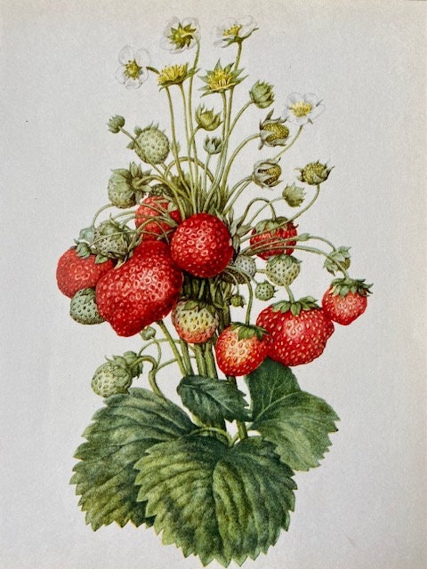 Vintage Strawberry Print, Summer Fruit Art, Soft Fruit Illustration, Plant Print, Nature Inspired Print, Framed Hanging Nature Wall Art