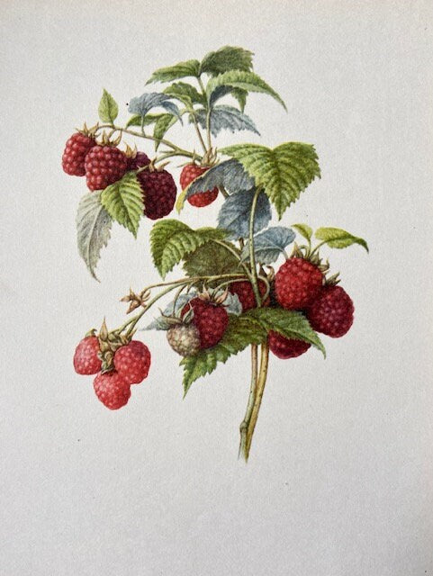 Vintage Original Nature Art, Fruit Print, Nature Print, Illustrations, Berry Prints, Framed Hanging Wall Art, Botanical Book Plate