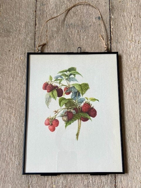 Vintage Original Nature Art, Fruit Print, Nature Print, Illustrations, Berry Prints, Framed Hanging Wall Art, Botanical Book Plate