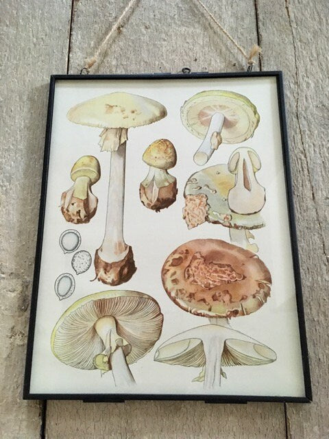 Vintage Mushroom Wall Art Print, Original Illustration, Autumnal Print, Fungi, Framed Vintage Nature Art, Gallery Wall Art, Nature Gifts