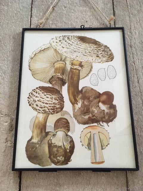 Vintage Mushroom Wall Art, Nature Print, Book Plate, Fungi Art, Mushroom Illustrations, Framed Hanging Gallery Wall Art, Cottagecore Decor