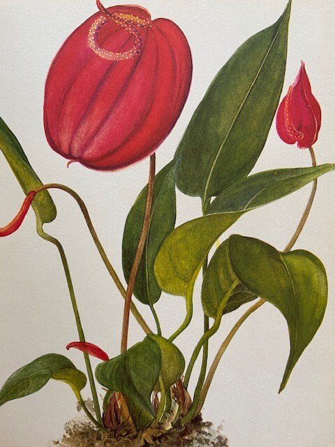 Vintage Tropical Flower Print, Red Orchid Art, Botanical Book Plate, Nature Inspired Print, Jungle, Modern Framed, Hanging, Gallery Wall Art