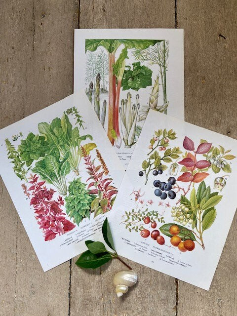 Set Of Vintage Fruit Print, Botanical Art, Vegetable Prints, Original Book Plate, Nature Inspired Art, Unframed Wall Art, Prints For Framing