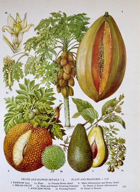 Vintage Tropical Fruit Print, Botanical Print, Set Of, Original Book Plate, Nature Inspired Art, Unframed, Prints For Framing, Gallery Wall
