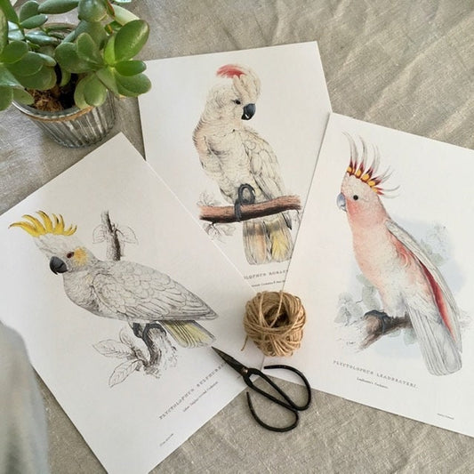 Vintage Parrot Print, Tropical Bird, Green Parrot, NOT a Digital Reprint, Jungle Print, Bird Illustration, Bright Wall Art, Hanging Wall Art