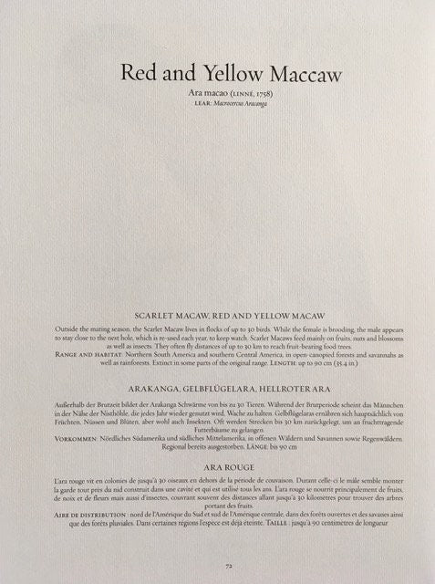 Vintage Parrot Print, Original Print, Black Parrot, Tropical Birds, Jungle Print, Bird Illustration, Vintage Exotic Wall Art, Wall Art Decor