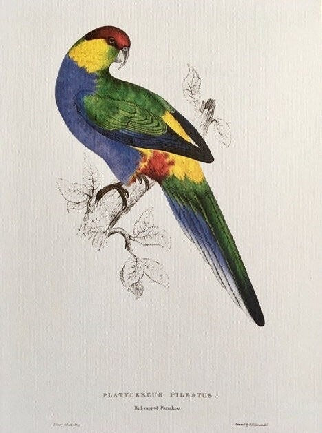 Vintage Parrot Print, Tropical Birds, Blue Parrot, Jungle Print, Bird Illustrations, Bright Wall Art, Large Print, Unframed Art, Wall Decor