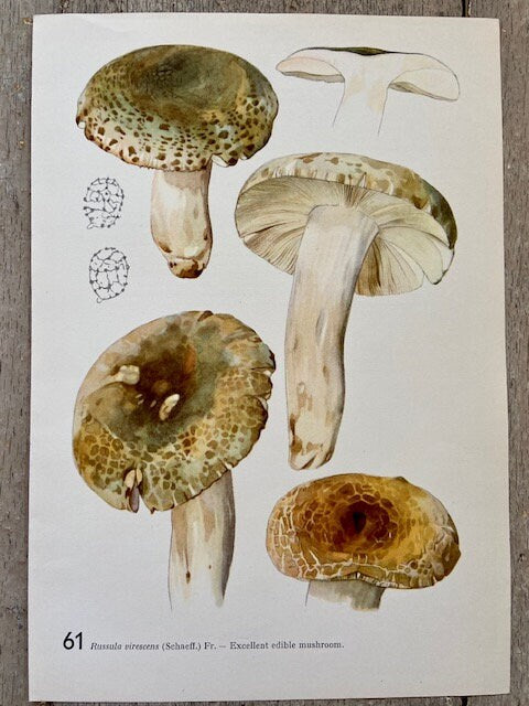 Vintage Mushroom Wall Art, Fungi Print, Original Art, Nature Print, Woodland, Autumnal Print, Fungi Art, Wall Art, NOT a Digital REPRINT