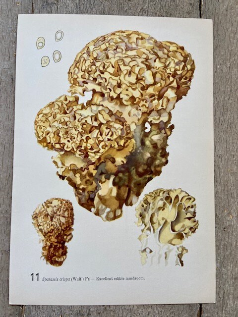 Vintage Mushroom Wall Art Print, Fungi Book Plate, Original Art, Woodland, Nature Print, Autumnal, Fungi Art, Gallery Wall Art, NOT RE PRINT