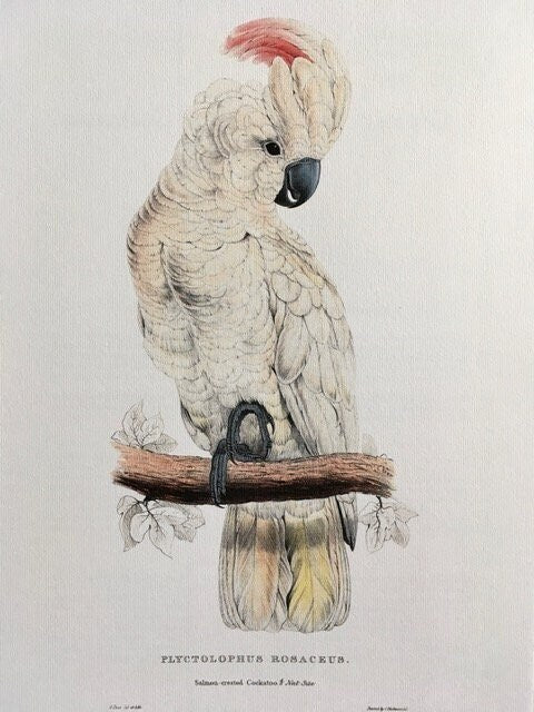 Vintage Cockatoo Print, Tropical Bird, Parrot Print, Parakeet, Jungle Print, NOT a Digital REPRINT, Wall Art, Unframed Prints, Wall Decor