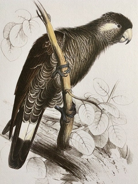 Vintage Parrot Print, Original Print, Black Parrot, Tropical Birds, Jungle Print, Bird Illustration, Vintage Exotic Wall Art, Wall Art Decor