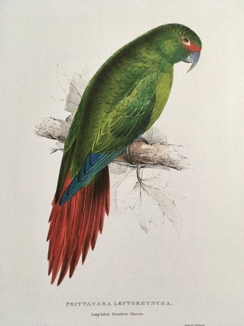 Vintage Parrot Print, Tropical Bird, Green Parrot, NOT a Digital Reprint, Jungle Print, Bird Illustration, Bright Wall Art, Hanging Wall Art