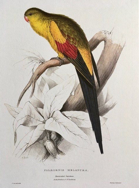 Vintage Original, Large Parrot Print, Tropical Bird, NOT a Digital REPRINT, Colourful, Jungle, Bird, Bright, Gallery, Unframed, Wall Art