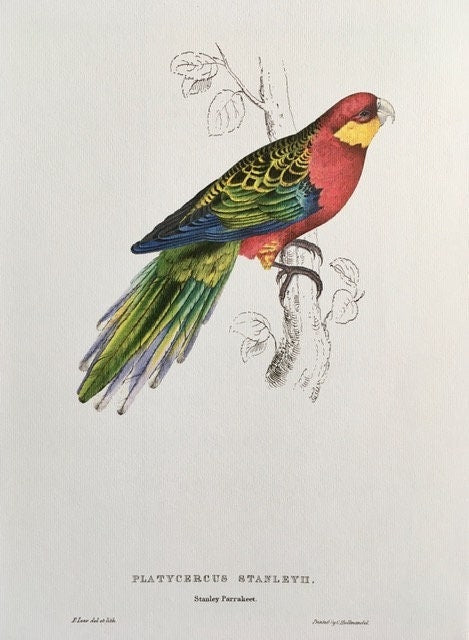 Vintage Large Parrot Print, Original Print, Tropical Birds, Colourful Parrot, Jungle Prints, Bird Illustrations, Bright Wall Art, Unframed