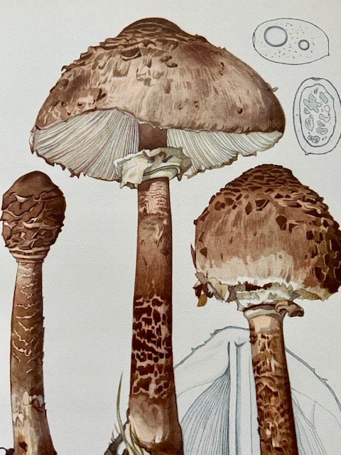 Vintage Mushroom, Fungi Wall Art, Book Plate, Woodland, Autumnal Print, Original Nature Print, NOT a Digital REPRINT, Unframed Gallery Wall