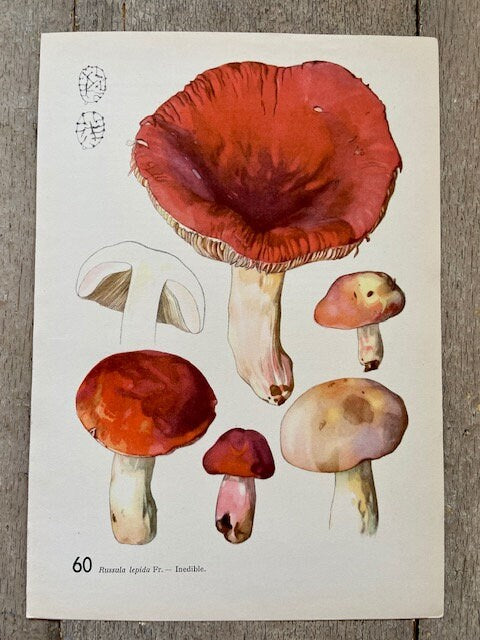 Vintage Mushroom, Red, Fungi Book Plate,Bright Wall Art, Woodland Prints, Autumnal Print, Wall Art, Nature Prints , NOT a Digital Print