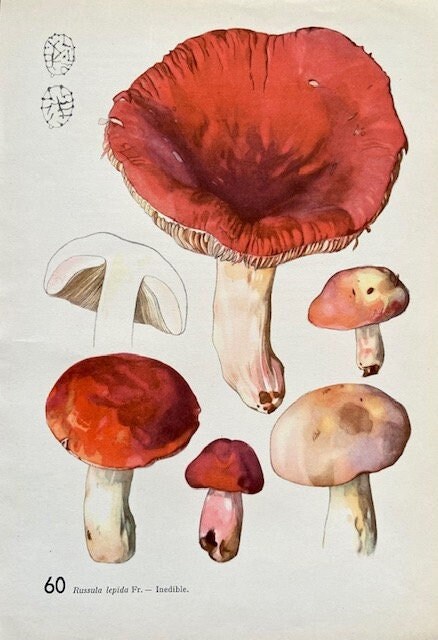 Vintage Mushroom, Red, Fungi Book Plate,Bright Wall Art, Woodland Prints, Autumnal Print, Wall Art, Nature Prints , NOT a Digital Print