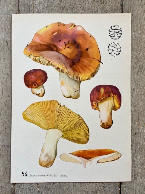 Vintage Mushroom Print, Red Mushroom Decor, Book Plate, Fungi, Nature, Woodland, Autumnal Print, Fungi Art, Wall Art, NOT a Modern REPRINT