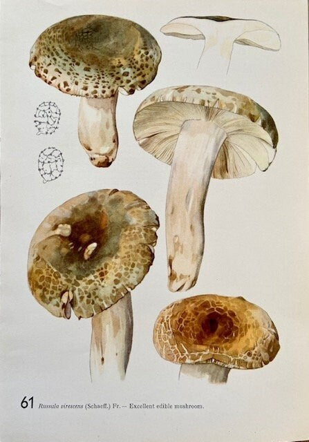 Vintage Mushroom Wall Art, Fungi Print, Original Art, Nature Print, Woodland, Autumnal Print, Fungi Art, Wall Art, NOT a Digital REPRINT