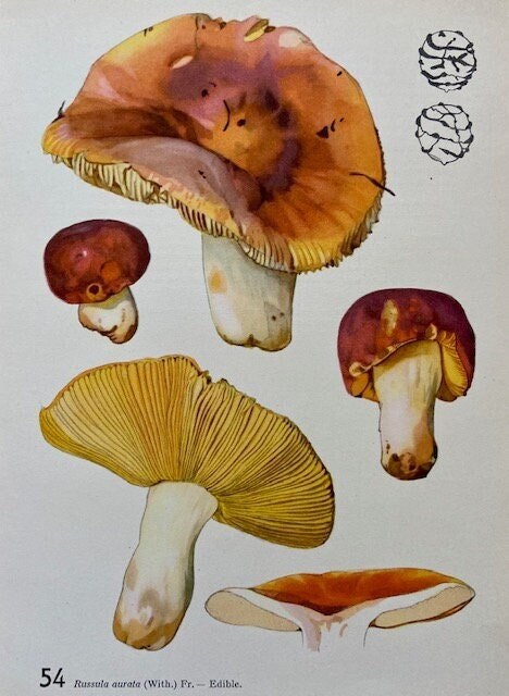 Vintage Mushroom Print, Red Mushroom Decor, Book Plate, Fungi, Nature, Woodland, Autumnal Print, Fungi Art, Wall Art, NOT a Modern REPRINT