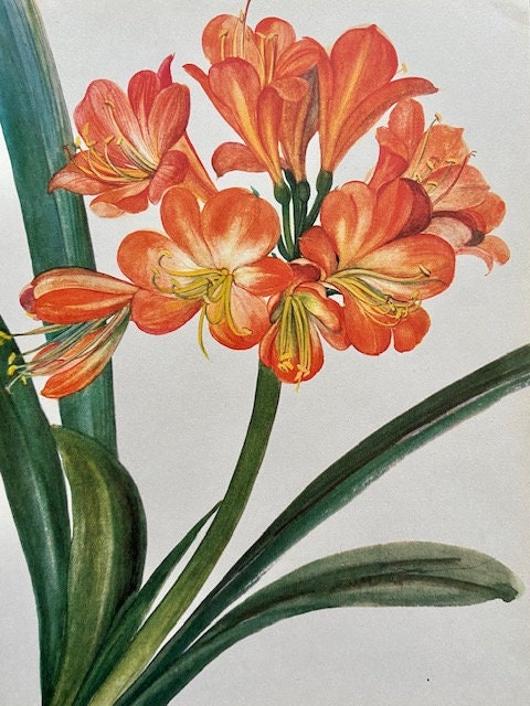 Vintage Orange Orchid Print, Botanical, Flower, Original, Book Plate, Modern Framed, Bright Wall Art, Nature Inspired, Tropical, Jungle Art
