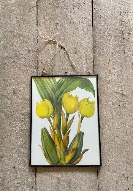 Vintage Yellow Orchid Print, Yellow Flower, Botanical Print, Original Book Plate, Vintage Framed Art, Wall Art, Nature Prints
