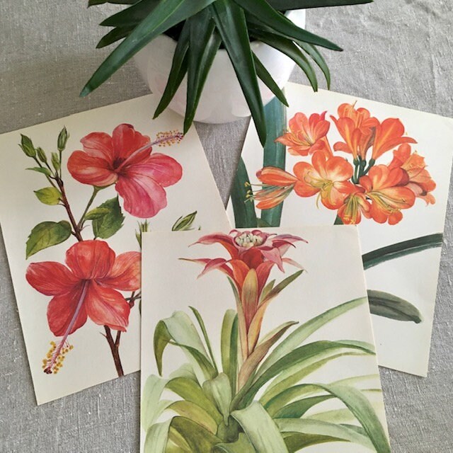 Vintage Yellow Orchid Print, Yellow Flower, Botanical Print, Original Book Plate, Vintage Framed Art, Wall Art, Nature Prints Vintage Yellow Orchid Print, Yellow Flower, Botanical Print, Original Book Plate, Vintage Framed Art, Wall Art, Nature Prints