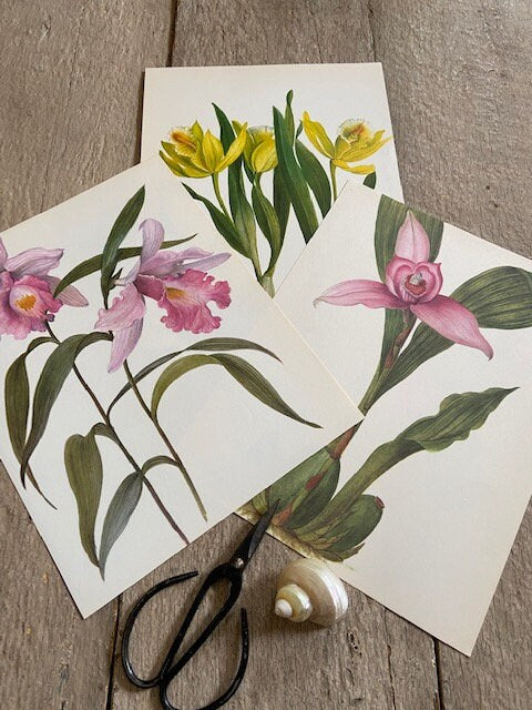 Vintage Yellow Orchid Print, Yellow Flower, Botanical Print, Original Book Plate, Vintage Framed Art, Wall Art, Nature Prints Vintage Yellow Orchid Print, Yellow Flower, Botanical Print, Original Book Plate, Vintage Framed Art, Wall Art, Nature Prints