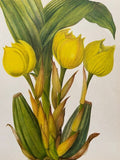 Vintage Yellow Orchid Print, Yellow Flower, Botanical Print, Original Book Plate, Vintage Framed Art, Wall Art, Nature Prints Vintage Yellow Orchid Print, Yellow Flower, Botanical Print, Original Book Plate, Vintage Framed Art, Wall Art, Nature Prints