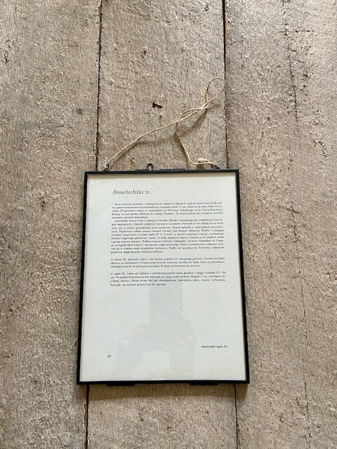 Vintage Yellow Orchid Print, Yellow Flower, Botanical Print, Original Book Plate, Vintage Framed Art, Wall Art, Nature Prints Vintage Yellow Orchid Print, Yellow Flower, Botanical Print, Original Book Plate, Vintage Framed Art, Wall Art, Nature Prints