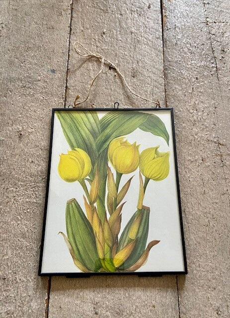 Vintage Yellow Orchid Print, Yellow Flower, Botanical Print, Original Book Plate, Vintage Framed Art, Wall Art, Nature Prints Vintage Yellow Orchid Print, Yellow Flower, Botanical Print, Original Book Plate, Vintage Framed Art, Wall Art, Nature Prints