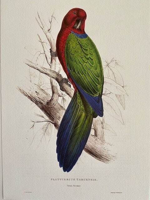 Large Vintage Parrot Print, Colourful, Bright Wall Art, Tropical Bird, Original Parrot Art, Red, Tropical, Jungle Bird, Maximalist Wall Art