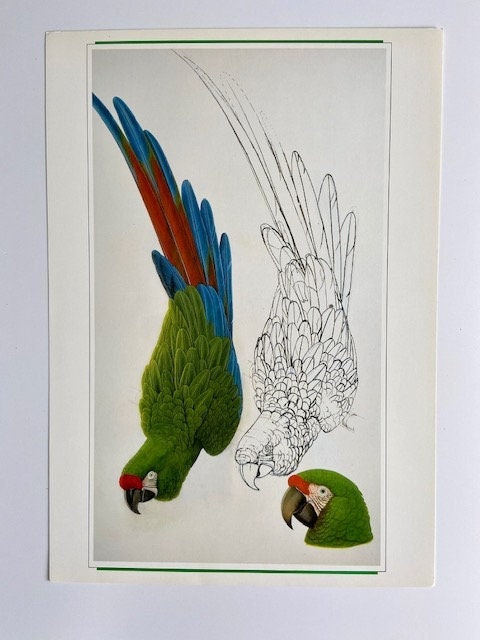 Vintage Large Colourful Parrot Print, Unframed, Tropical Bird, NOT a Digital REPRINT, Bright Wall Decor, Jungle Art, Gallery Wall Art