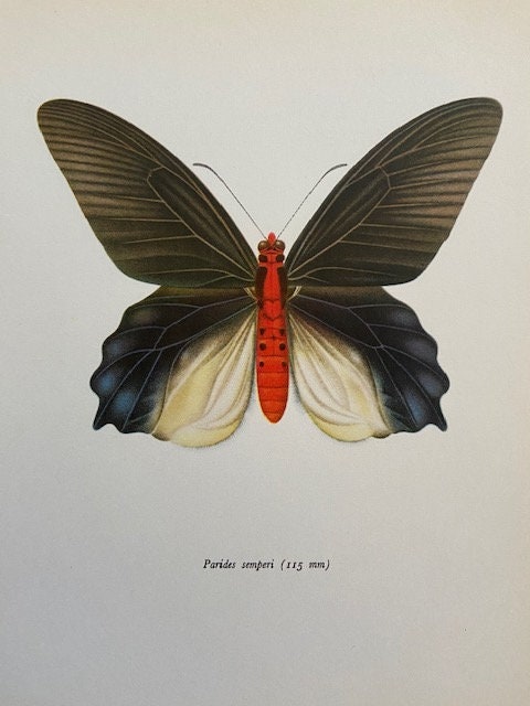 Blue Butterfly Art Print, Vintage Butterflies Wall Art, Classic Wall Art, Botanical Nature, Cottagecore Decor, Original Art, NOT A RE PRINT