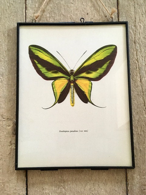 Vintage Butterfly Art, Bug Print, Insect Illustration, Old Book Plate, Green And Yellow Butterfly, Bright Colourful Wall Art, Framed Moth Book Illustration, Nature Inspired Art