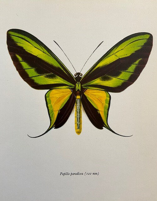 Vintage Butterfly Art, Bug Print, Insect Illustration, Old Book Plate, Green And Yellow Butterfly, Bright Colourful Wall Art, Framed Moth Book Illustration, Nature Inspired Art