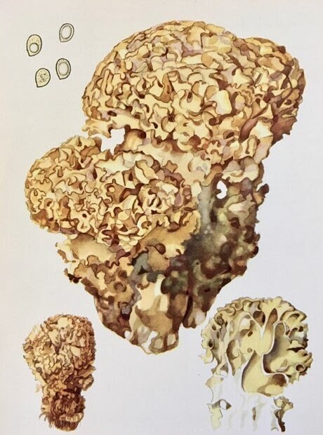 Vintage Coral Book Print, Mushroom, Fungi Art, Modern Framed, Illustrations, Old Book Prints, Hanging Wall Art, Toadstools Art, Lithograph