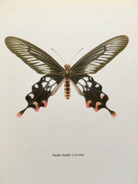 Vintage Pink Butterfly Print, Original NOT A Digital Reprint, Book Plate, Framed, Hanging Wall Art, Pretty Insect, Sustainable Wall Art