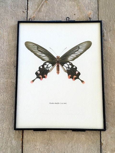 Vintage Pink Butterfly Print, Original NOT A Digital Reprint, Book Plate, Framed, Hanging Wall Art, Pretty Insect, Sustainable Wall Art