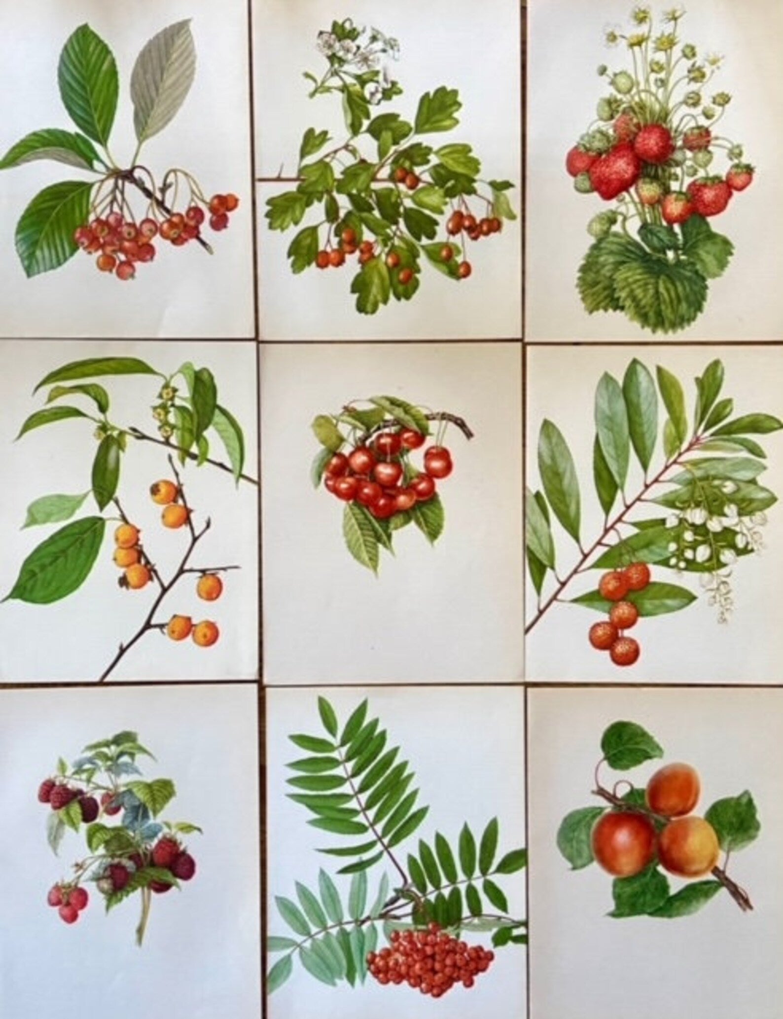 Vintage Lemon Fruit Print, Fruit Book Plate, Bright Wall Art, Colourful Fruit Illustrations, Nature Inspired Gift, Framed Hanging Wall Art