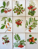 Vintage Fruit Print, Black Cherry Art, Summer Fruit Illustrations, Nature Prints, Framed Hanging Wall Art, Natural Art